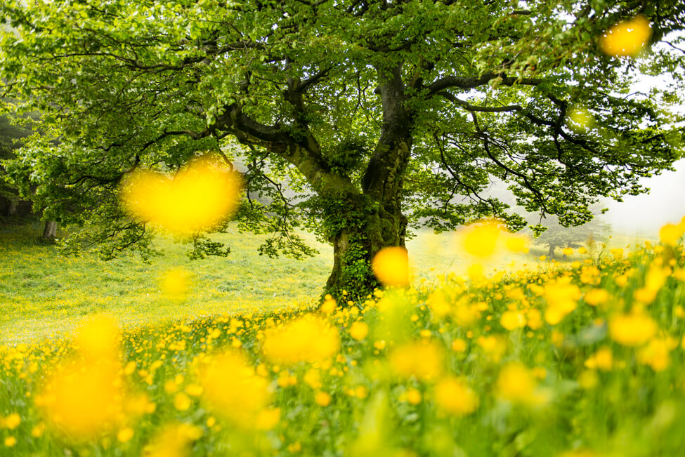 Homepage The Wild Charm Factory The Wild Charm Factory