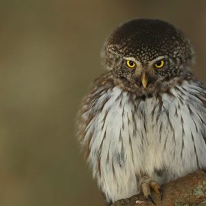 Eurasian pygmy owl,  by Jérémie Rossetto