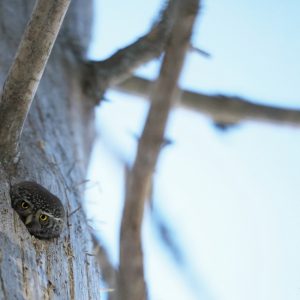 Eurasian pygmy owl, France,  by Jérémie Rossetto