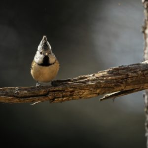 European crested tit,  by Jérémie Rossetto
