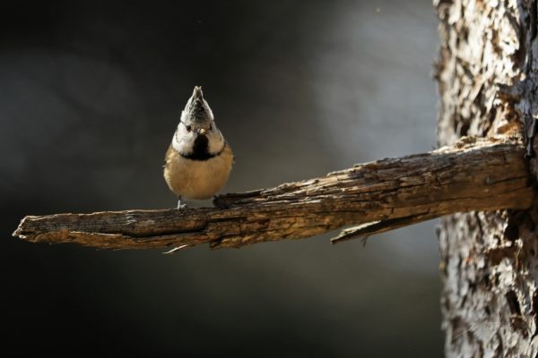 Mésange huppée, par Jérémie Rossetto