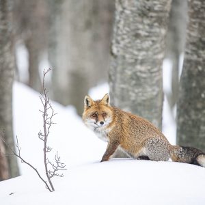 Fox, Central Italy, by Maurizio Biancarelli