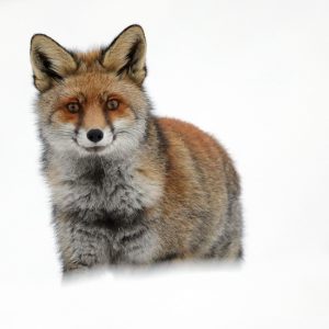 Fox in the French Prealps,  by Jérémie Rossetto