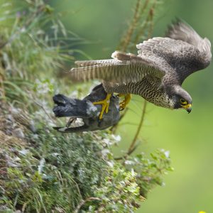 Peregrine falcon, Italy, by Maurizio Biancarelli