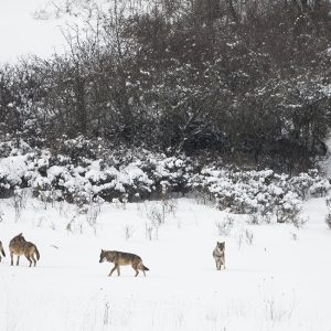 Wolves in Central Apennines of Italy, by Maurizio Biancarelli