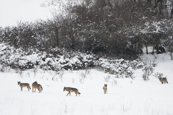 Wolves in Central Apennines of Italy, by Maurizio Biancarelli