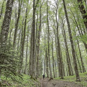 Exploring the ancient forest - Foreste Casentinesi, by Edoardo Agresti