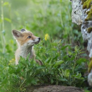 Fox cub,  by Jérémie Rossetto