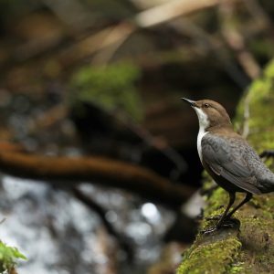 White-throated dipper,  by Jérémie Rossetto