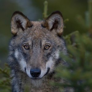 Wolf, France,  by Jérémie Rossetto